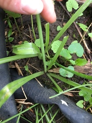 Ornithogalum nutans