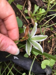 Ornithogalum nutans