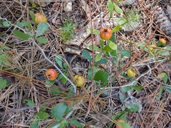 Crataegus spathulata
