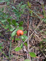 Crataegus spathulata
