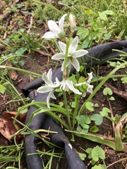 Ornithogalum nutans