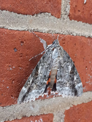Catocala marmorata