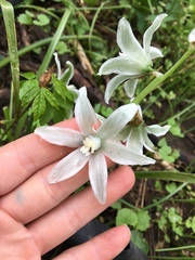 Ornithogalum nutans