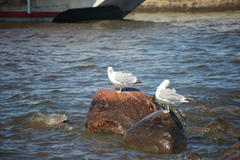 Larus argentatus
