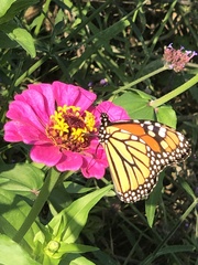 Danaus plexippus