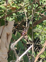 Trachyderes