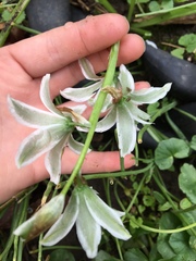 Ornithogalum nutans