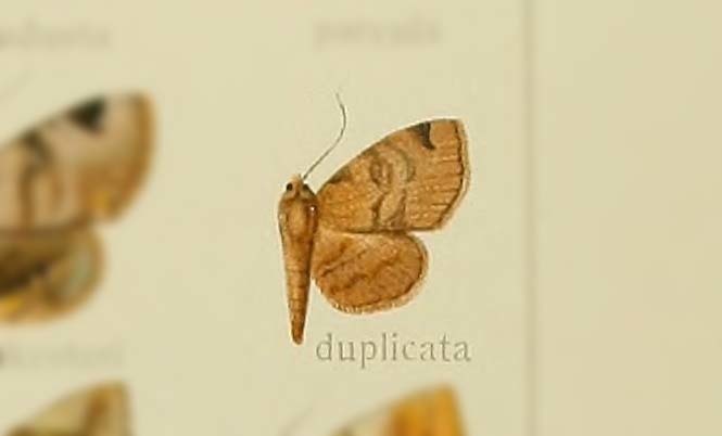 Mecodina duplicata