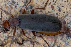 Epicauta tenella