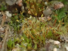 Dicranella rufescens