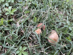 Marasmius oreades