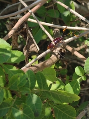 Trachyderes