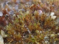 Dicranella rufescens