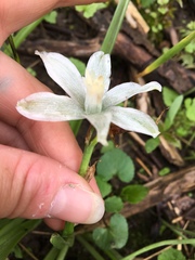 Ornithogalum nutans