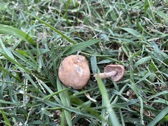 Marasmius oreades