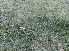 Marasmius oreades