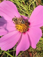 Apis mellifera