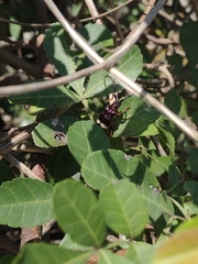 Trachyderes