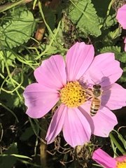 Apis mellifera