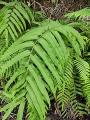 Menisciopsis penangiana