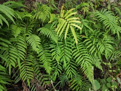Menisciopsis penangiana