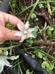 Ornithogalum nutans