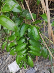 Smilax lanceifolia opaca