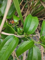 Smilax lanceifolia opaca