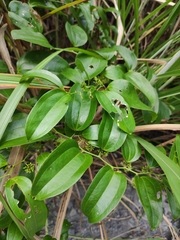 Smilax lanceifolia opaca