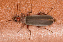 Epicauta tenella