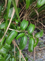 Smilax lanceifolia opaca