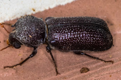 Apatides fortis