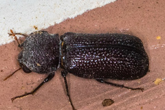 Apatides fortis