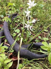 Ornithogalum nutans