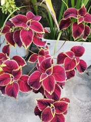 Coleus scutellarioides