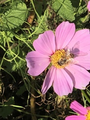 Apis mellifera