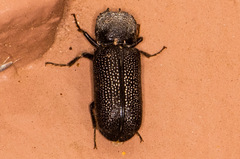 Apatides fortis
