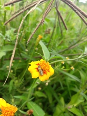 Chauliognathus hieroglyphicus