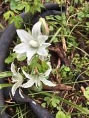 Ornithogalum nutans