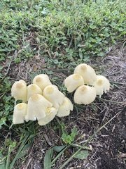 Leucocoprinus flavescens