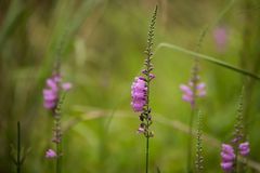 Physostegia intermedia