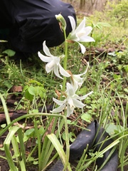 Ornithogalum nutans