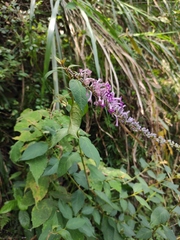 Buddleja lindleyana