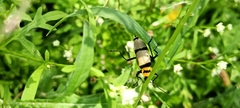 Chauliognathus nigrocinctus