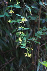Dumasia truncata