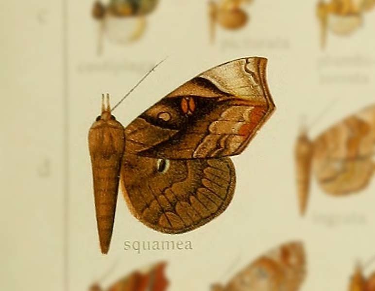 Pangrapta squamea