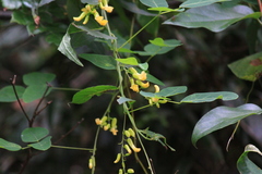 Dumasia truncata