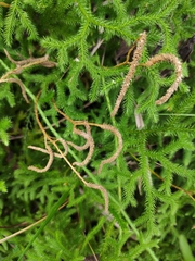 Lycopodium japonicum