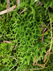Lycopodium japonicum