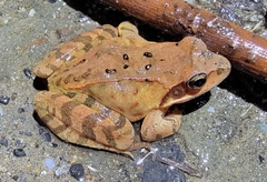 Rana dybowskii